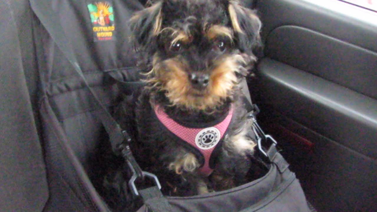 Star Update: See Rescued Dog's New Life