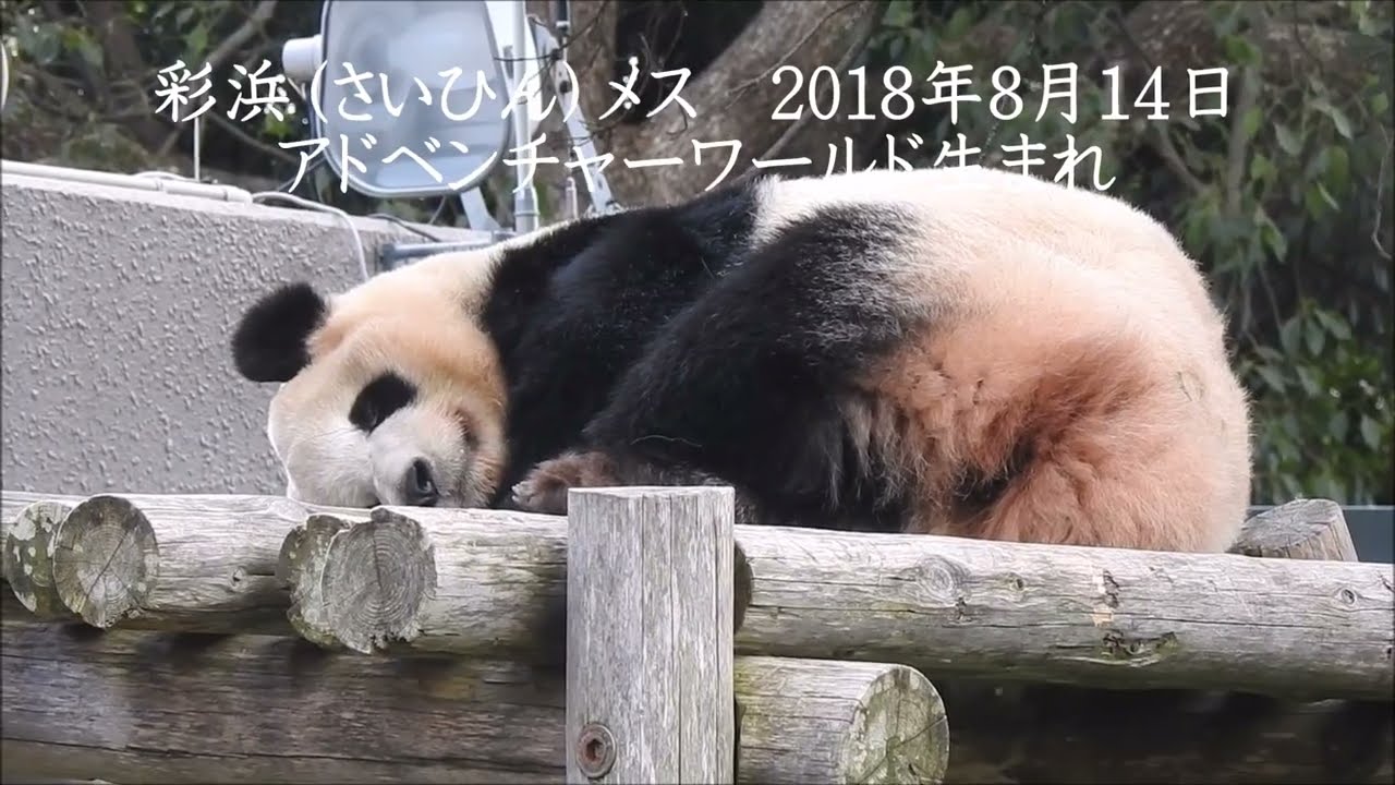 Memory思い出　彩浜（さいひん）
