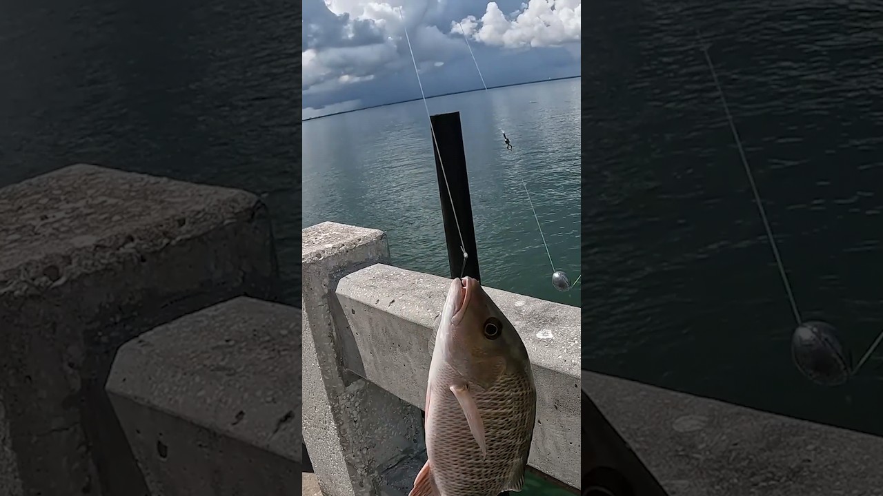 How to catch snapper at  Skyway Fishing Pier 🔥