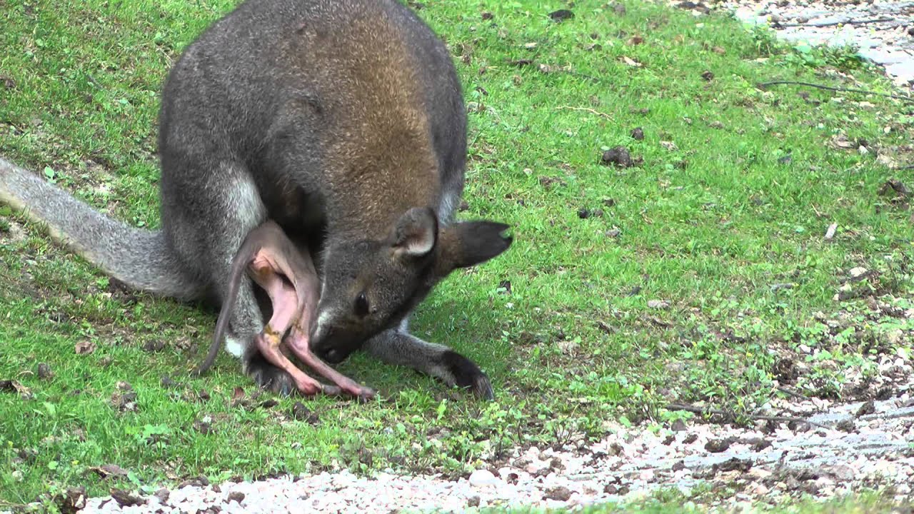 Känguru ist aus dem Beutel gefallen