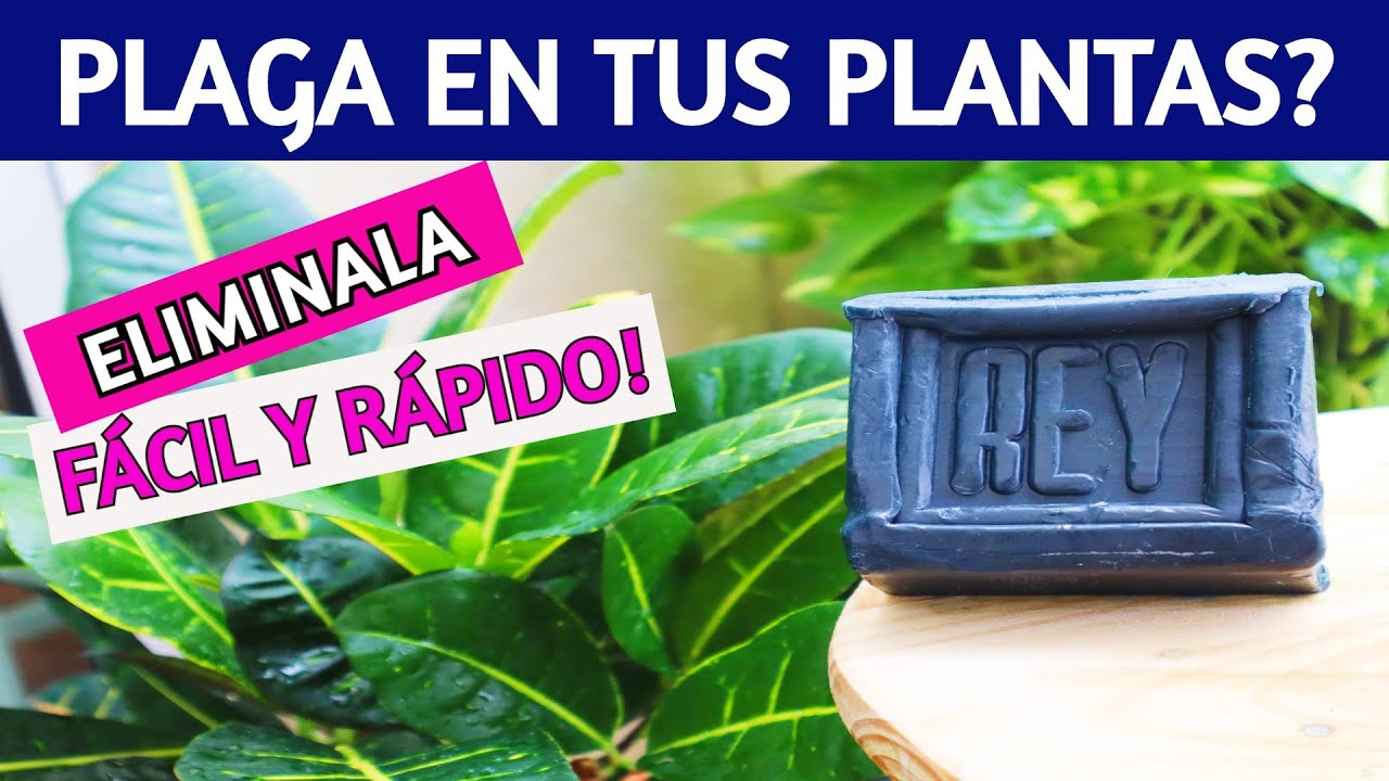 🌟 2 TIPS de LUJO para tener PLANTAS sin PLAGAS Y HERMOSAS!