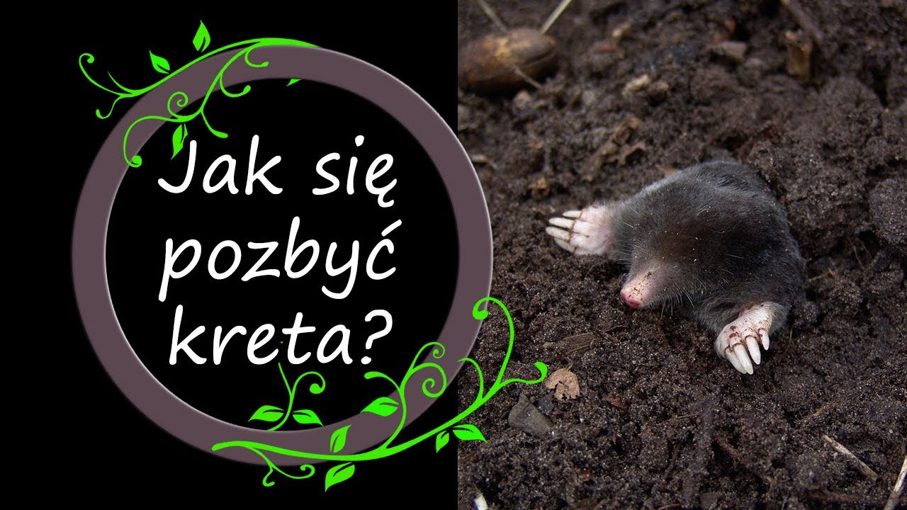 Najlepszy i sprawdzony sposób na kreta. Co robi i jak z nim walczyć.