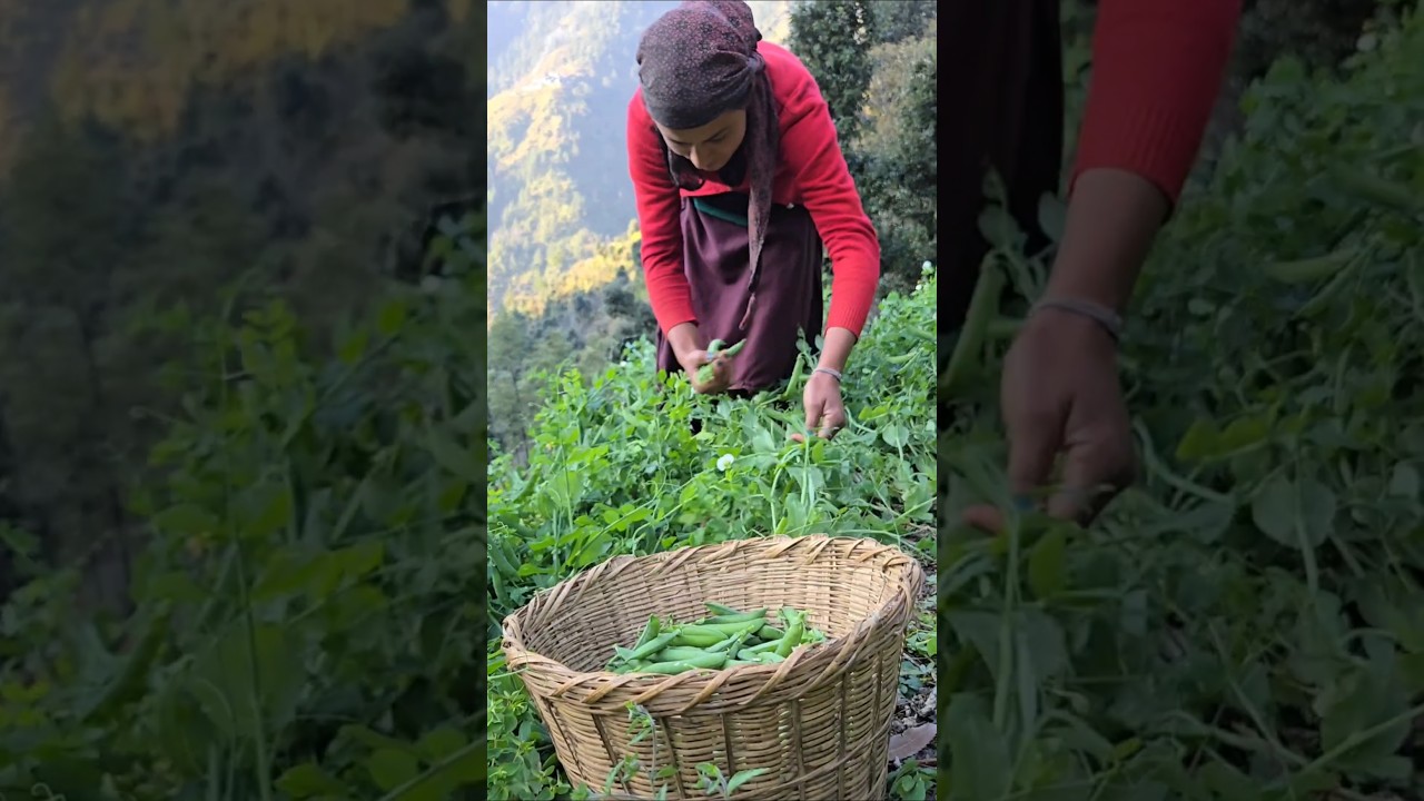 🫛 pea harvesting in farm #villagelife #hardworkworks #phadilifestyle #villagelifeinindia