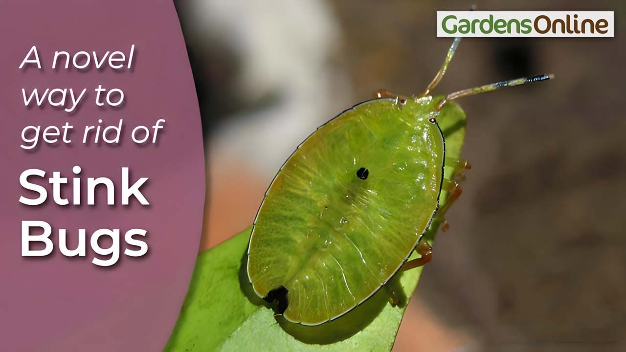 Best Stink Bug Remedy - with a Vacuum Cleaner