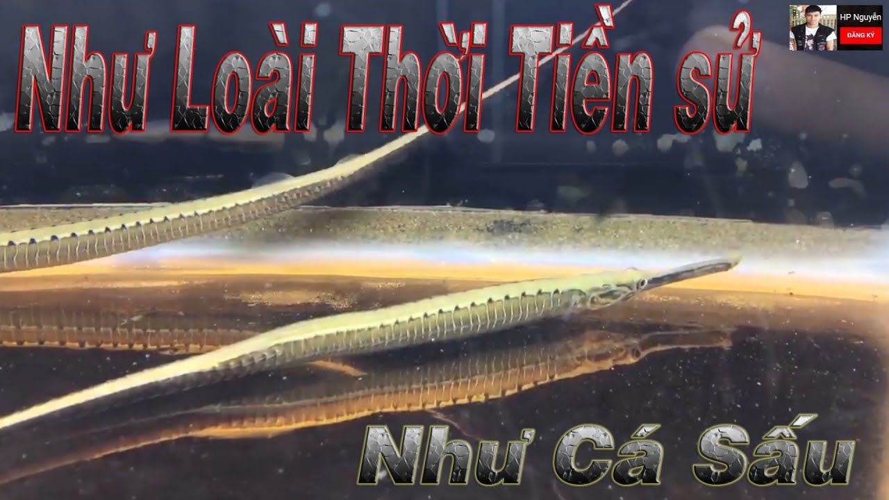 Cá Hải Long - Cá Ngựa Xương - Cá Ngựa Nước Ngọt ( Long – snouted pipefish - Doryichthys boaja)