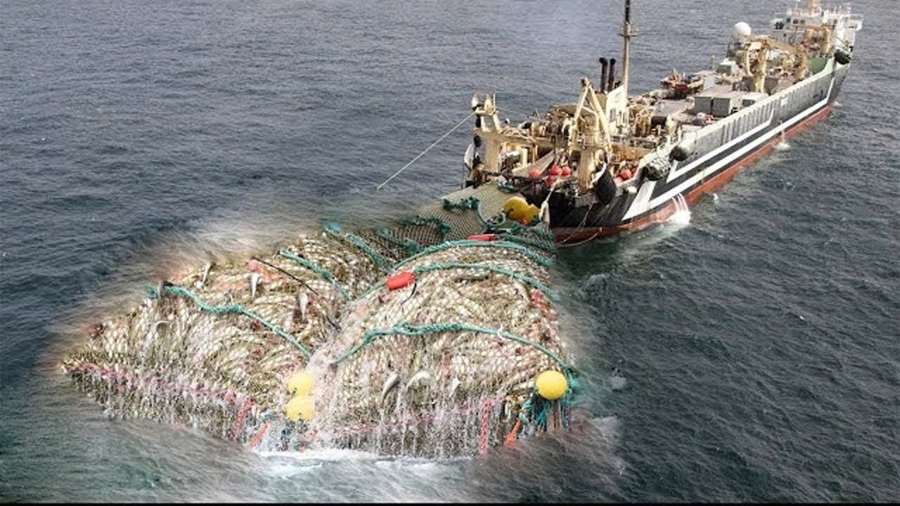 Catching hundreds of tons of red snapper with giant trawl, catching and processing red snapper