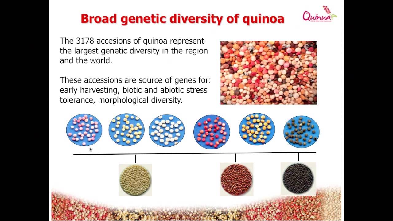 Ex-situ Conservation of Quinoa: The Bolivian Experience