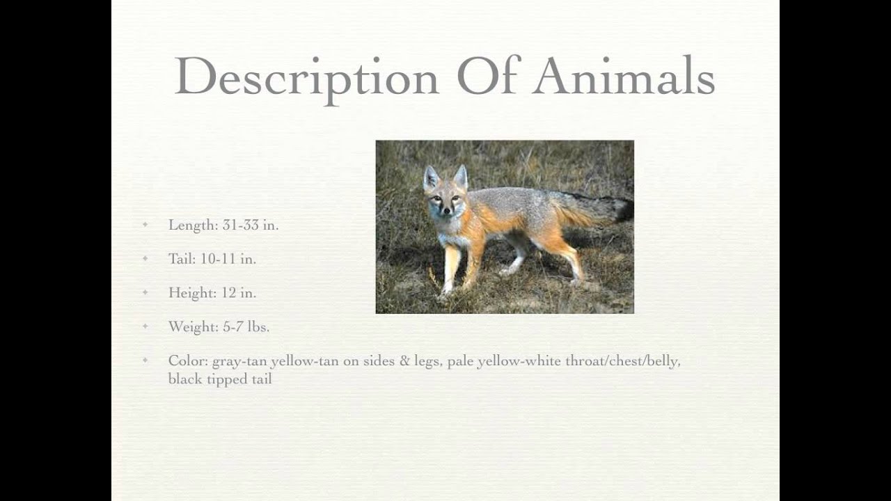 Swift fox - Vulpes velox