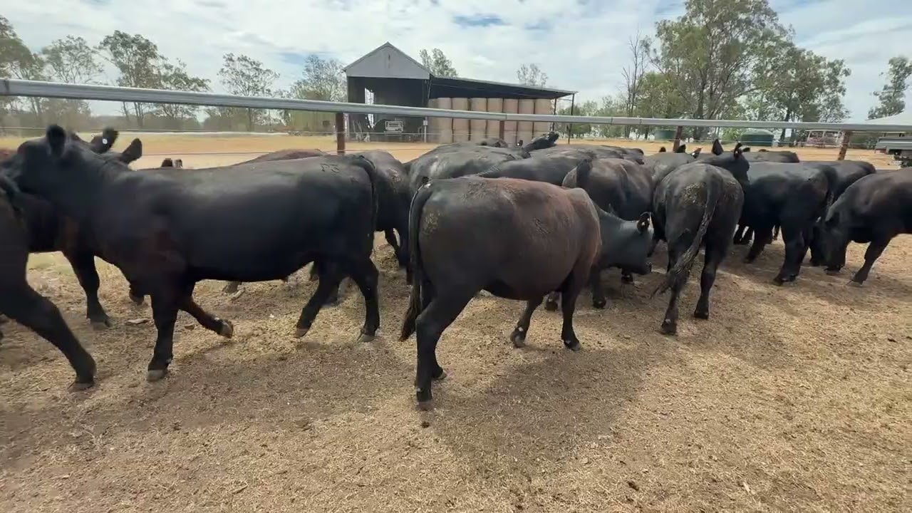 Westridge heifers