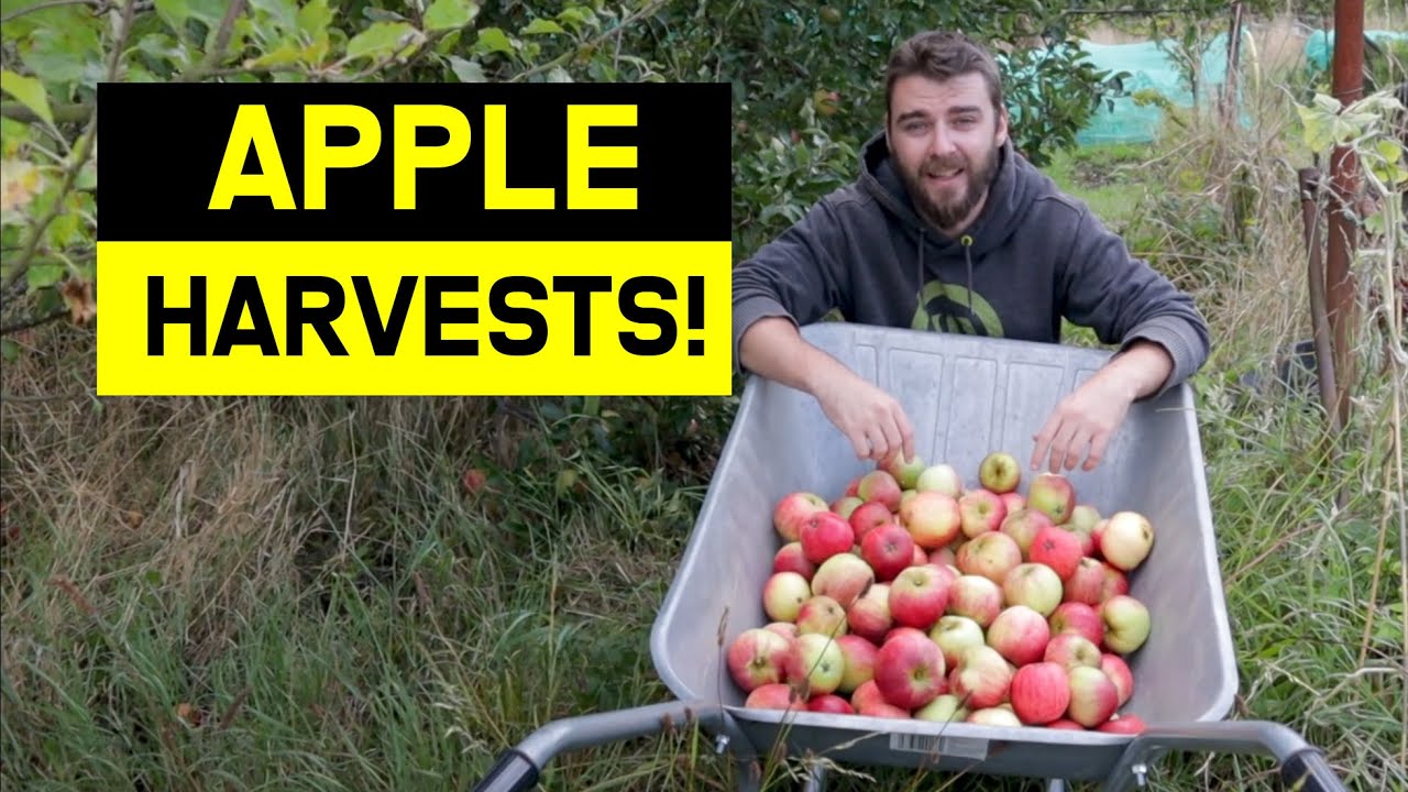 Early Apple Harvests - When to Pick Apple Trees & Storage Tips | JB Allotment Diaries
