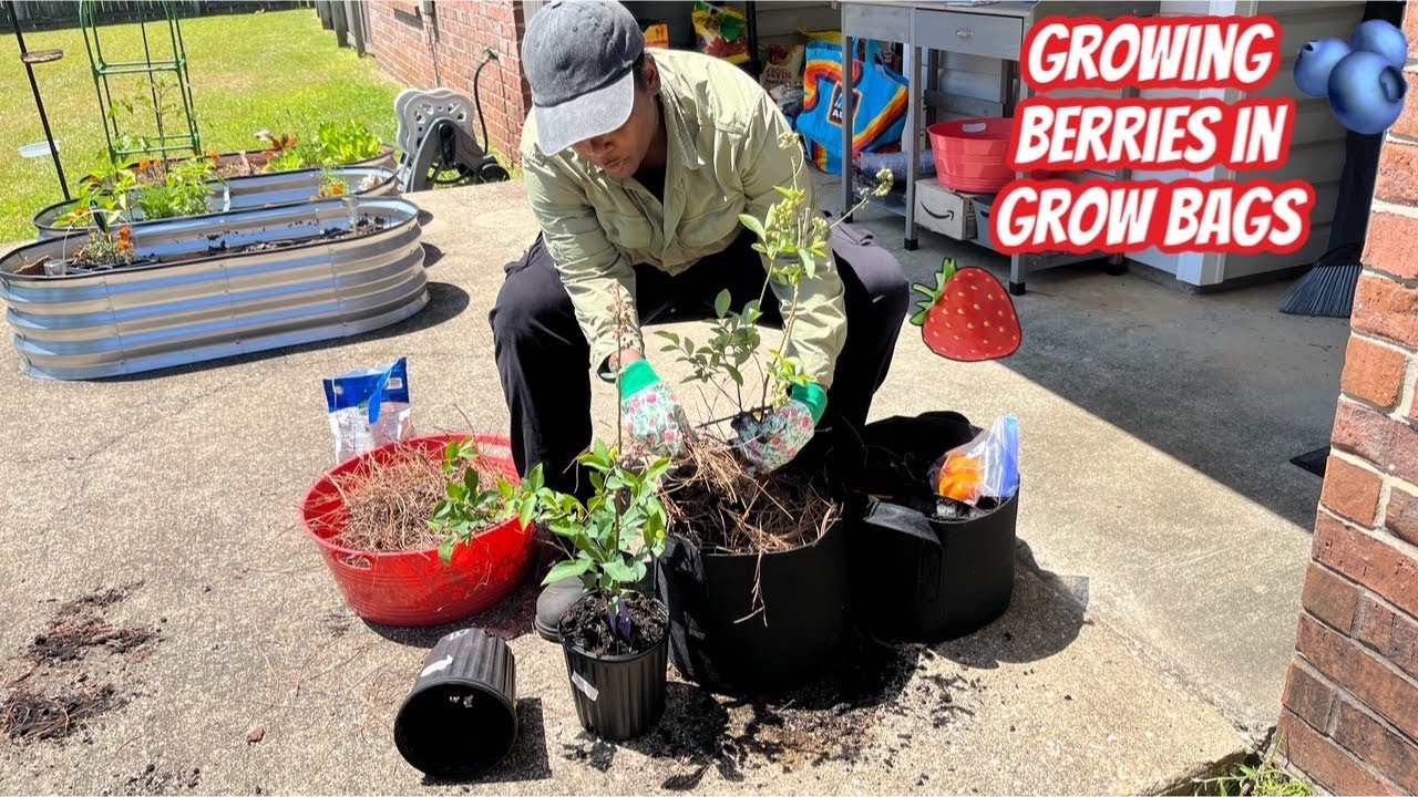 My First Blueberry Planting Experience: Tips For Beginners