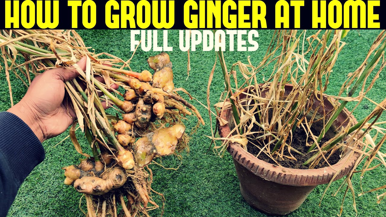 How to Grow Ginger in Containers| FULL INFORMATION