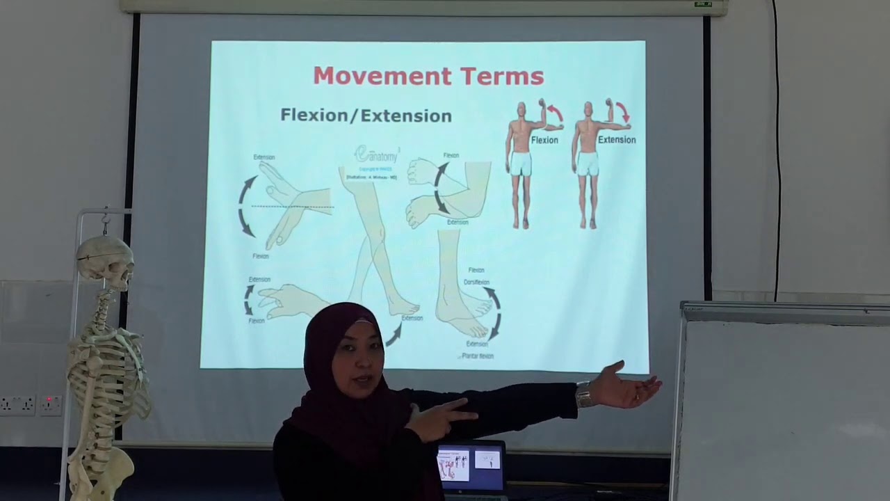 Anatomical Movements