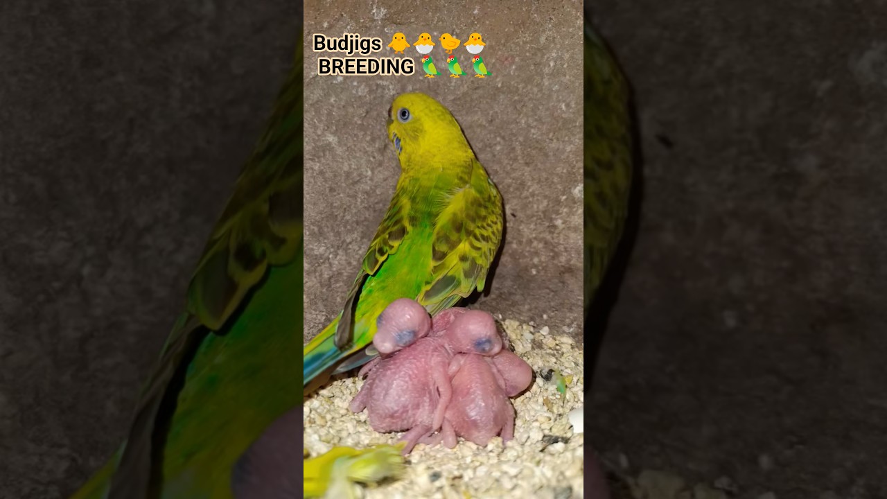 Budjigs Breeding 🐣🐥🐥 #birds #parrotcare #parrotbreeding #budgiebreeding