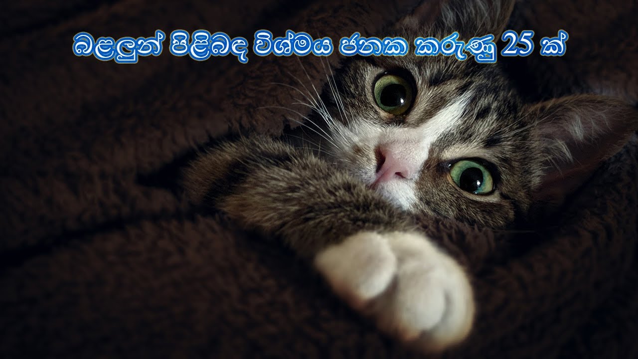 25 Most Amazing Facts About Cats | බළලුන් පිළිබඳ වඩාත් විශ්මය ජනක කරුණු 25 ක්