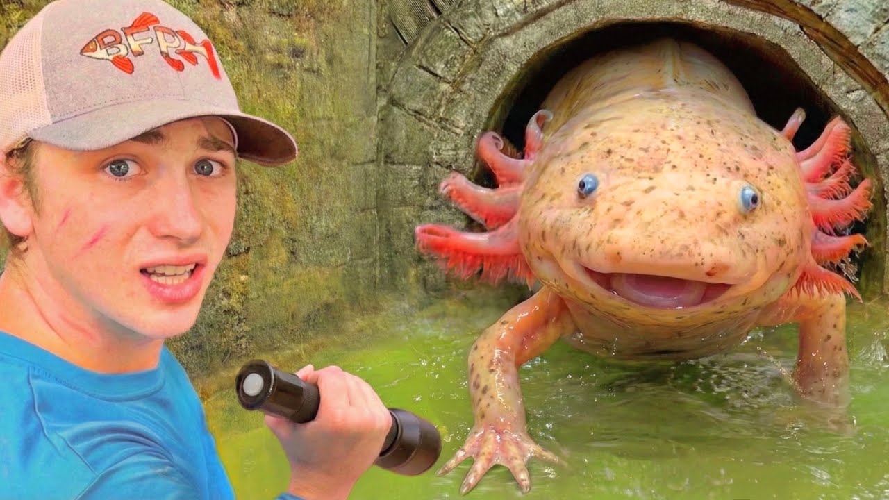 ACHEI AXOLOTE em um TÚNEL ESCONDIDO!