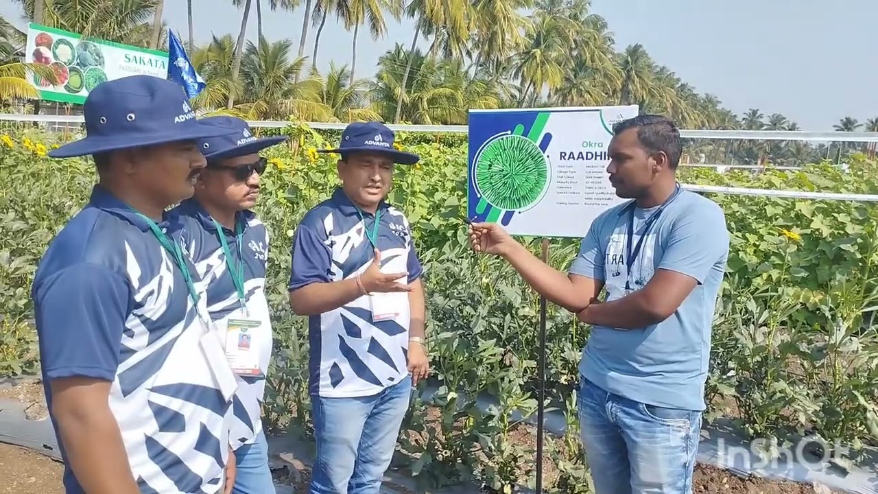 100 तोडे देणारी भेंडीची वरायटी | भेंडी लागवड कशी करावी | भेंडी टॉप व्हेरायटी Bhendi Lagwad mahiti