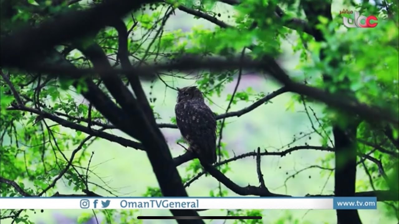 برنامج #الناس_والخريف الحلقة11البومة العربية النسارية