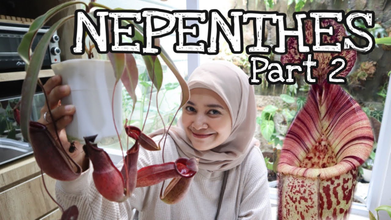 NEPENTHES DATARAN RENDAH VS DATARAN TINGGI (featuring @kelontongruru3363) - EP 92