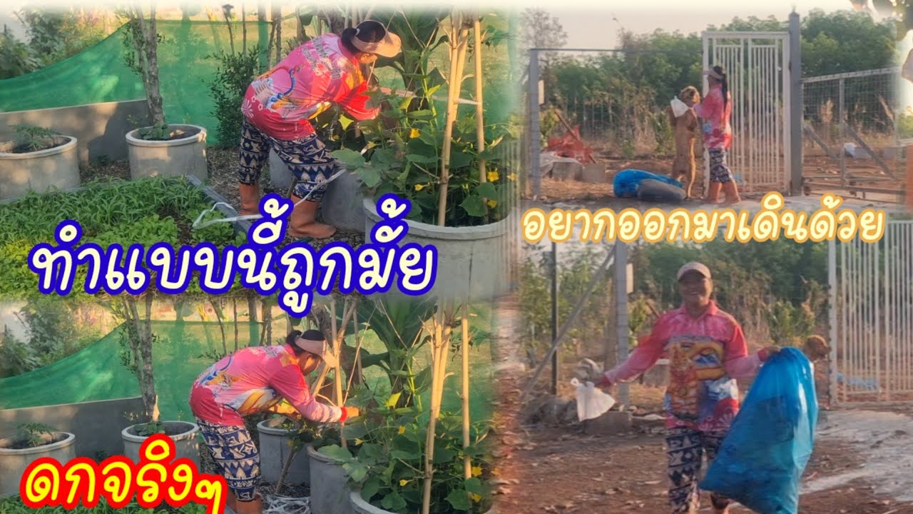 น้องหมาขอออกมาเล่นหน่อย,จะทำงั้ยดี,จะขนออกมาได้มั้ย?ทำแบบนี้ให้ต้นแตงกวาถูกวิธีมั้ย?
