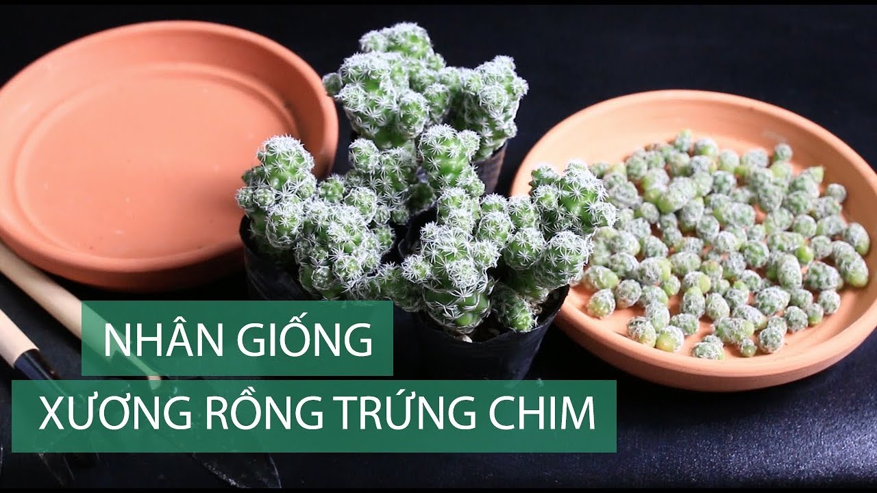 Nhân giống xương rồng trứng chim đơn giản nhất | www.vuonsenda.vn