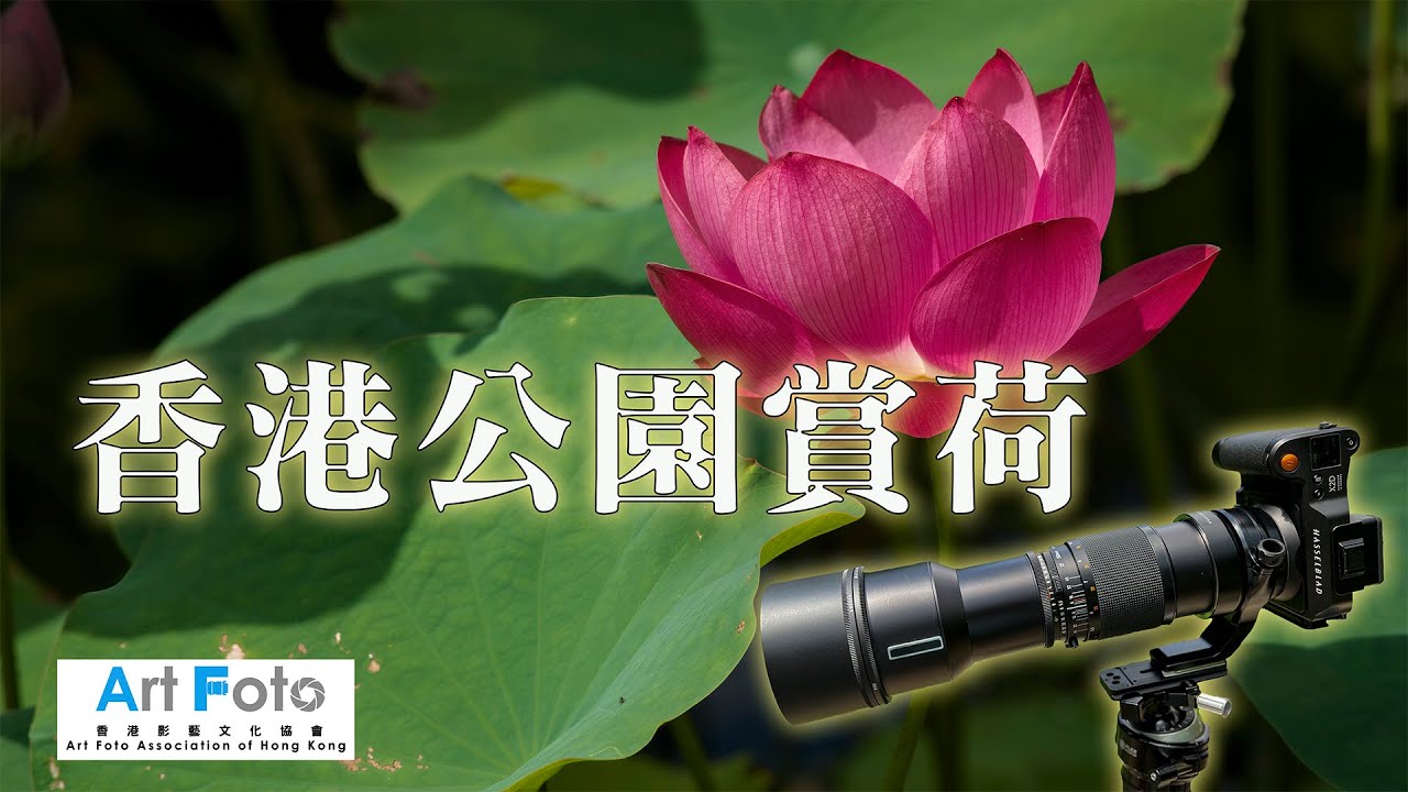 【攝影教學 #314】香港公園賞荷花 (Hasselblad X2D, CF180mm, FE250mm, CF350mm) (CC 中文字幕) - Alex Fung FRPS, GMPSA