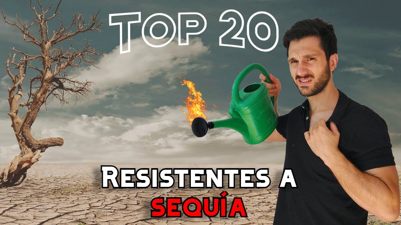 TOP 20 plantas resistentes al SOL y poco RIEGO 🥵 Plantas de sol para EXTERIORES