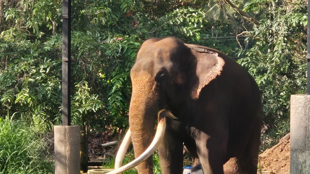 Elephant orphanage(pinnawela)