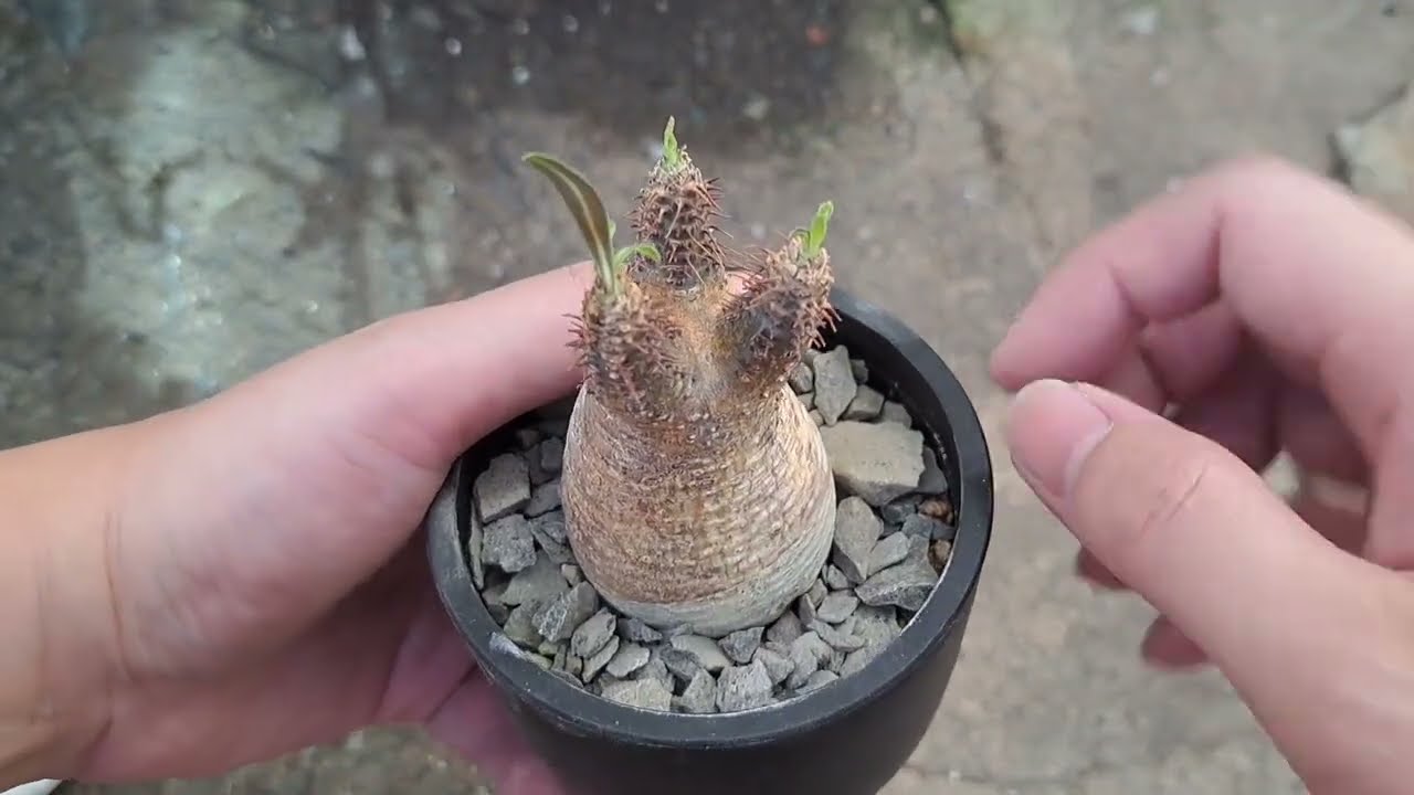 開箱 網購象牙宮發根組 有植株有盆有介質