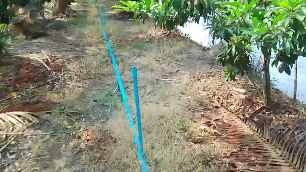 เดินชมต้นละมุด หลังจากใส่ปุ๋ยรดน้ำ 1 เดือนครับ