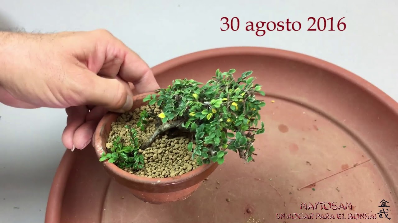 CÓMO CREAR UN BONSÁI MAME A PARTIR DE UN ACODO AÉREO