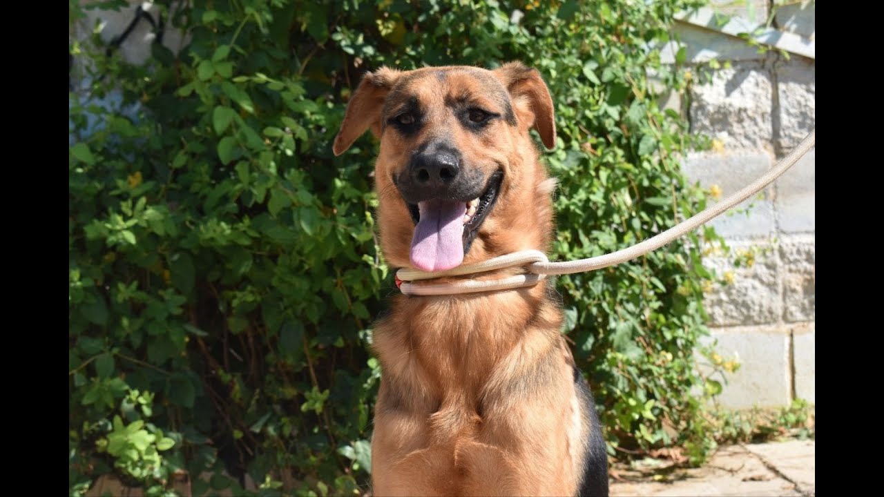 Carla - Protectora de Animales de Málaga