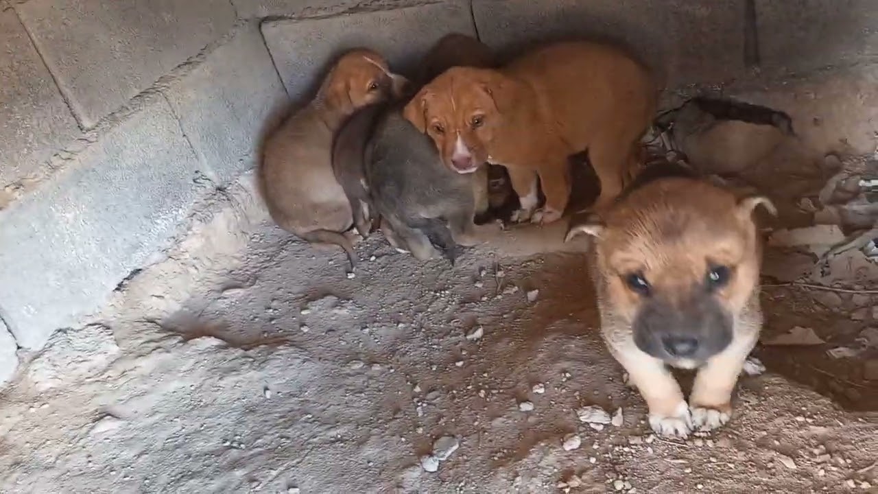 7 youtube puppies 34-2 - 34 days already 