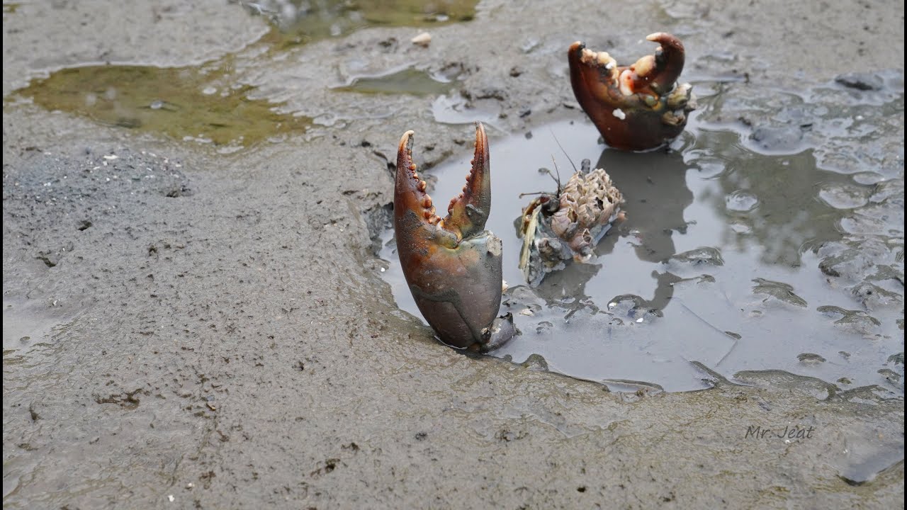 Huge Mud Crabs Found in the Swamp at Low Tide | Fishing Sea Crabs by Hand