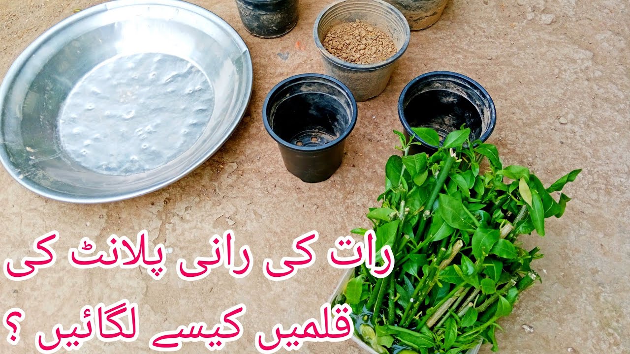 Raat Ki Rani plant Kalam Lagane ka Tarika||Night Queen plant Ko Kalam se Kaise grow Karein [Urdu]