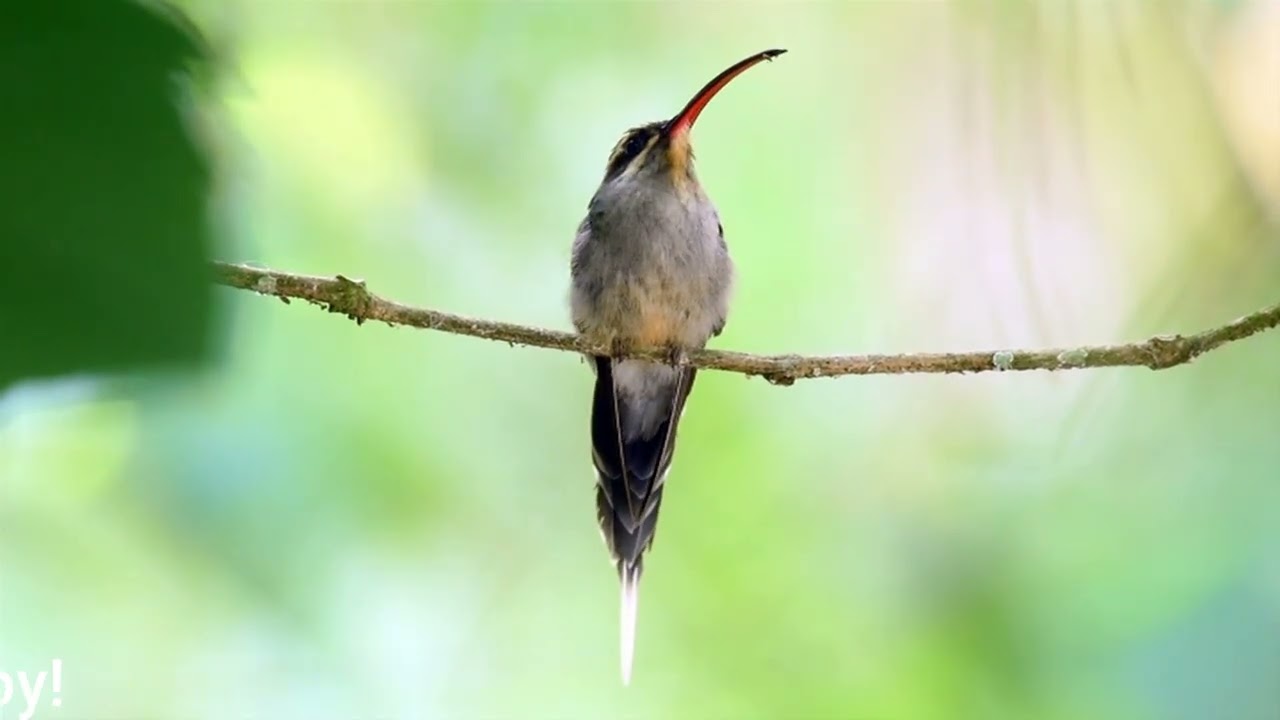 Trinidad   Land of the Hummingbird