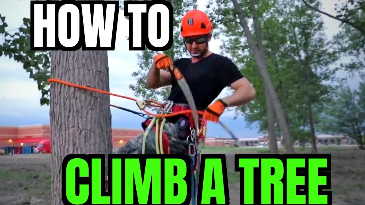 How NOT To Climb A Tree for Begginers, Saddle, Ropes, Knots, Carabiners.