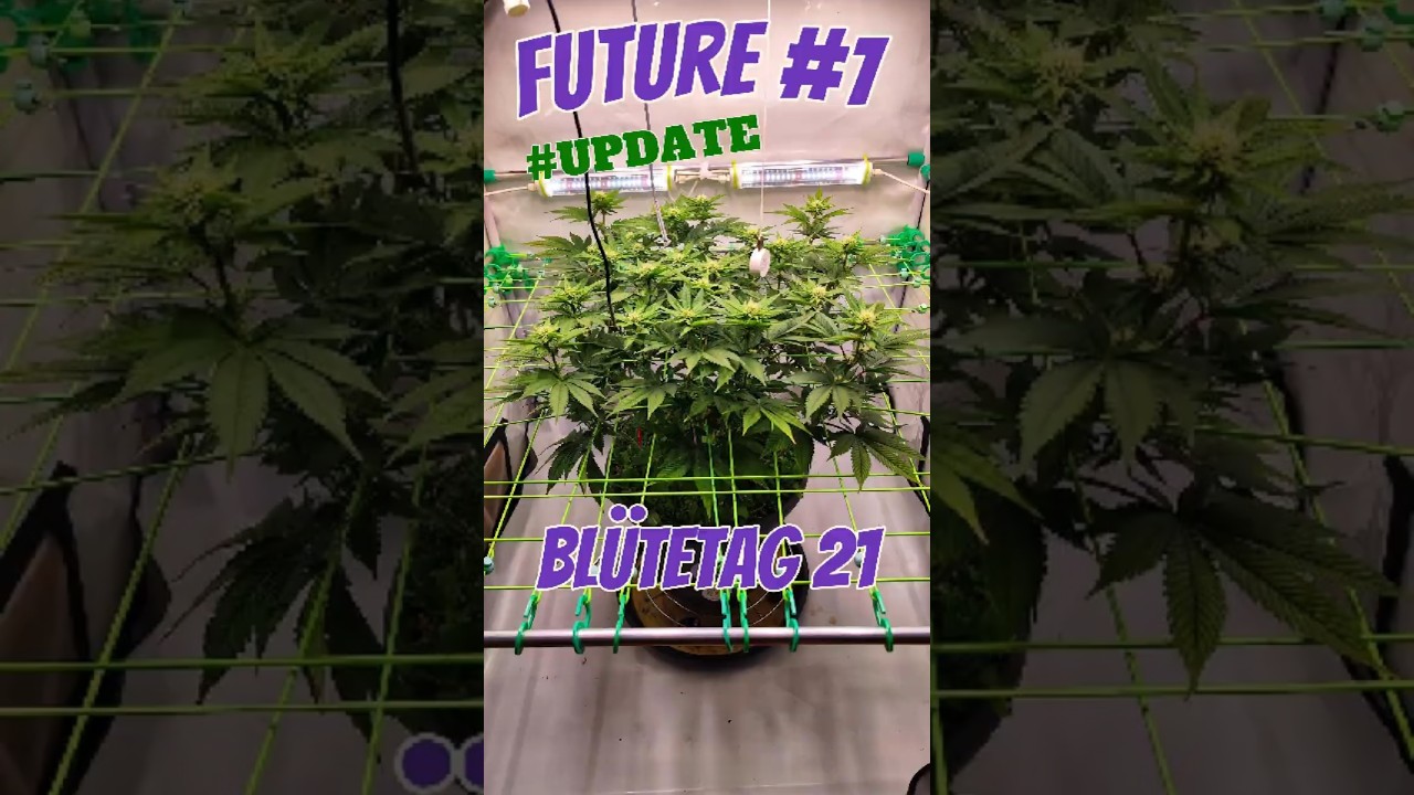 Future #1 &ndash; Tag 21 Bl&uuml;te | Lollipopping, Entlaubung & erste Bl&uuml;ten 🌿✨