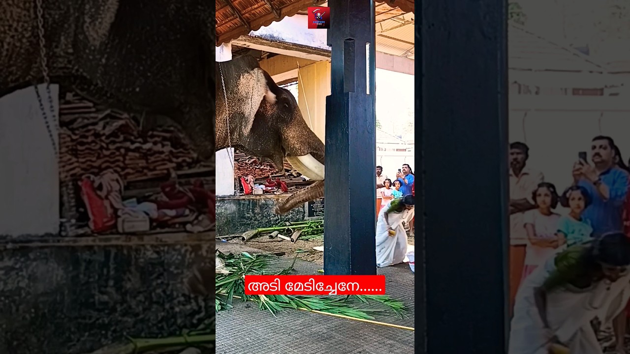 Surviving the Terrifying Kerala Elephant Attack #shorts #elephantattack
