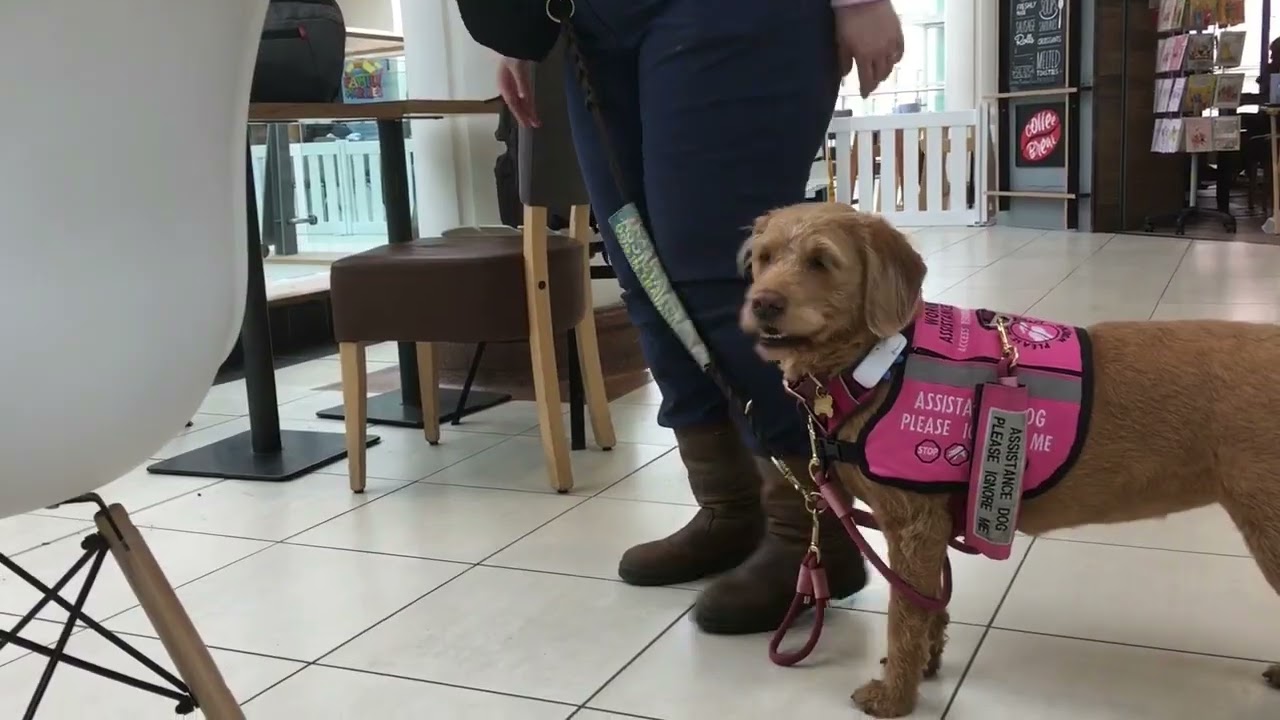 Assistance Dog Training Day