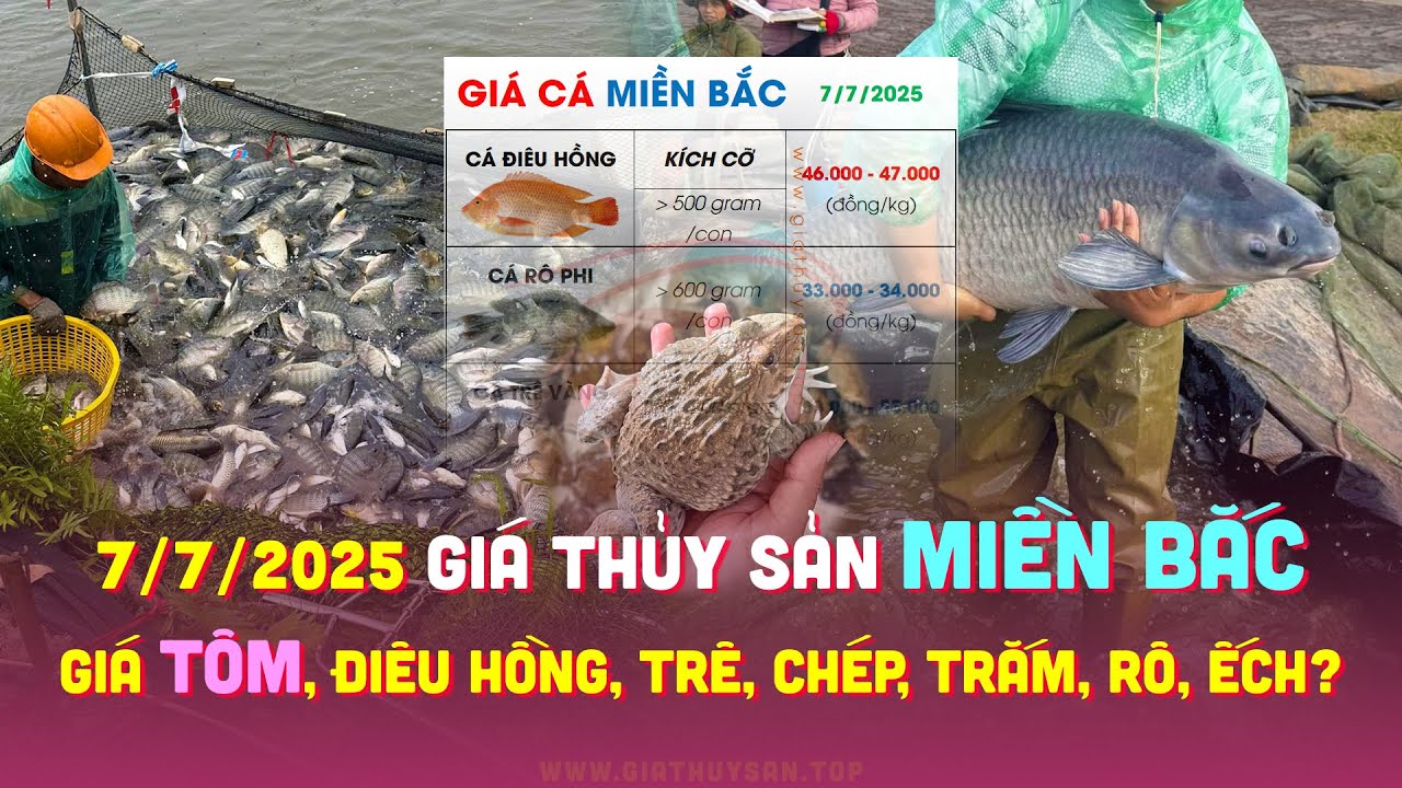 Gi&aacute; C&aacute; Miền Bắc 7/7/2025 ✅ Gi&aacute; C&aacute; Trắm Đen, Cỏ, Ch&eacute;p, Đi&ecirc;u Hồng, R&ocirc; Đồng, Phi, Tr&ecirc; V&agrave;ng, Ếch & T&ocirc;m