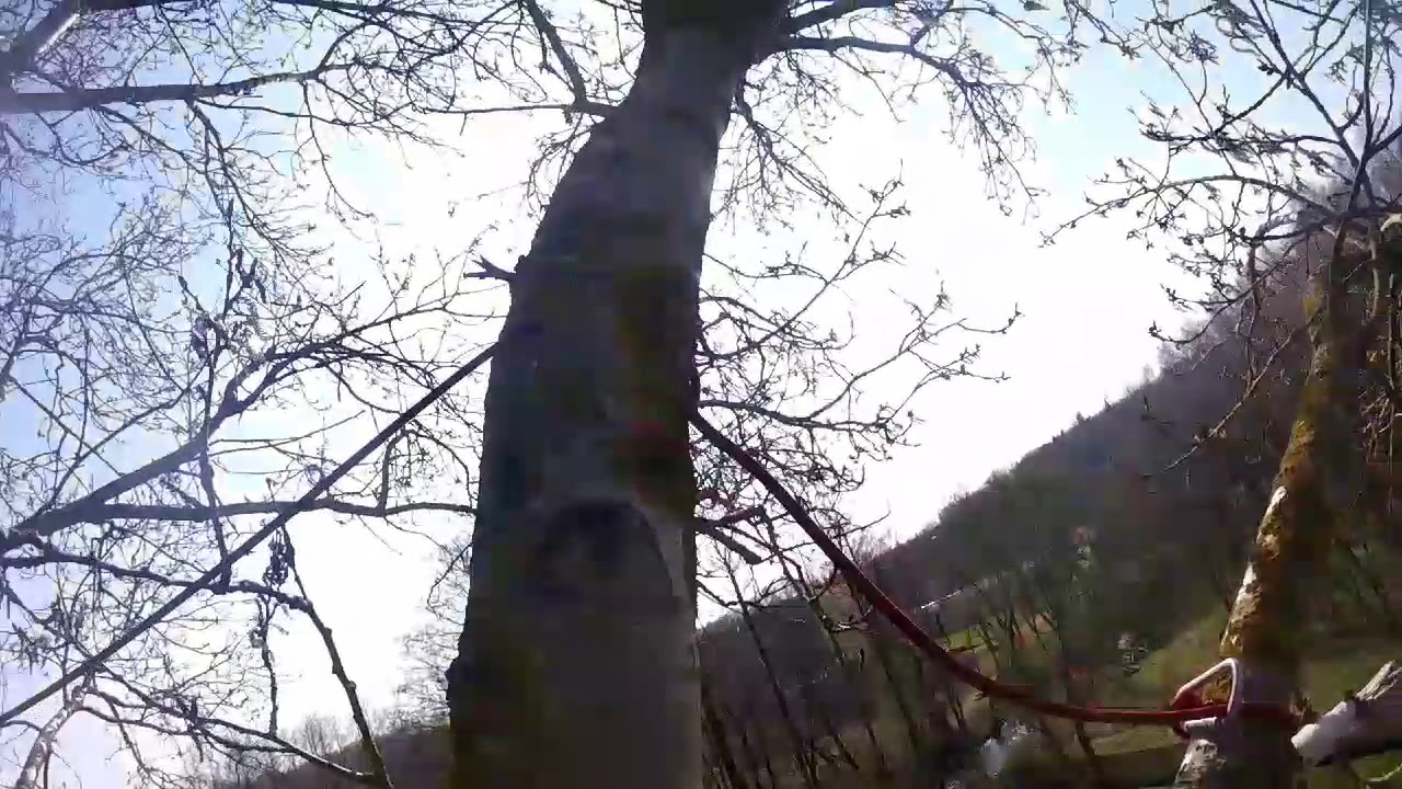 Treeclimber Lumberjack Logger Arborist  Stihl201tc