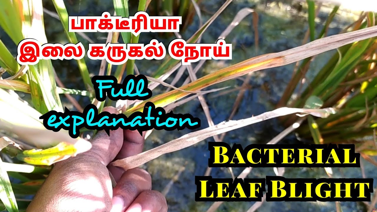 Rice Bacterial Leaf Blight | நெற்பயிரில் பாக்டீரியா இலை கருகல் நோய் | Rice diseases