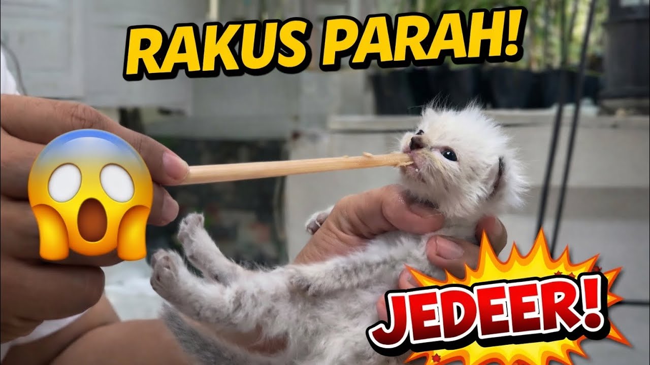 Ulet Bulu | Makannya Rakus🐱