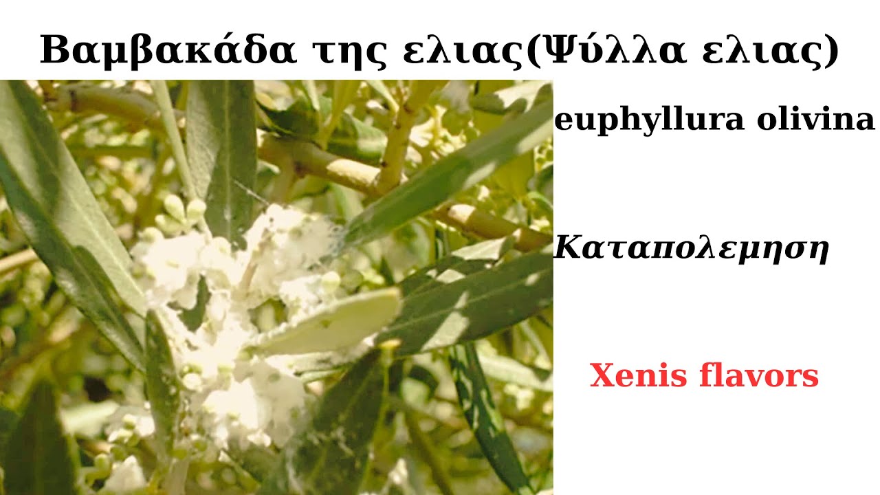 Βαμβακάδα(Ψύλλα) Ελιάς. Καταπολέμηση,Συμπτώματα! Xenis flavors!για ερασιτεχνες κ παραγωγούς!