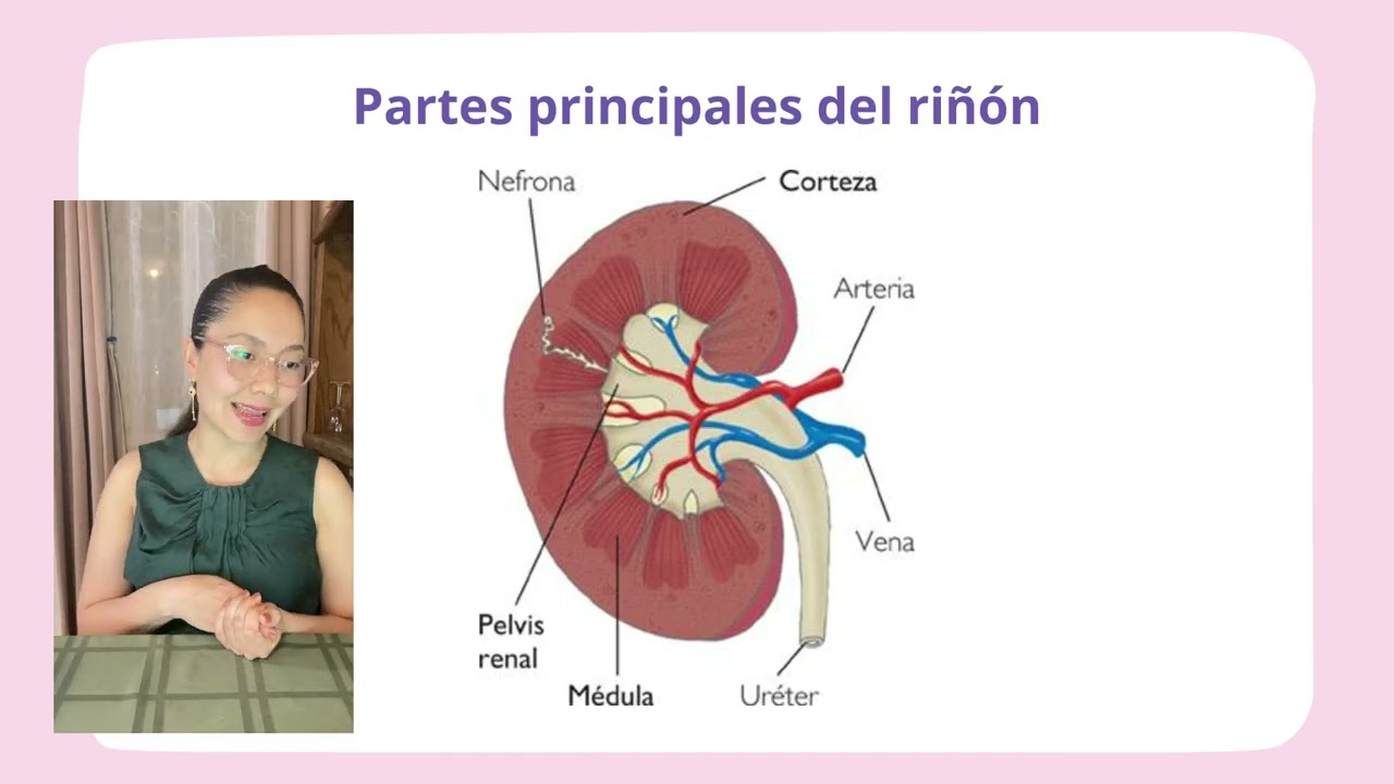 Sistema Renal  - UnADM  - Alondra Vanessa Aguilar Garrido -  Licenciatura en nutricion aplicada