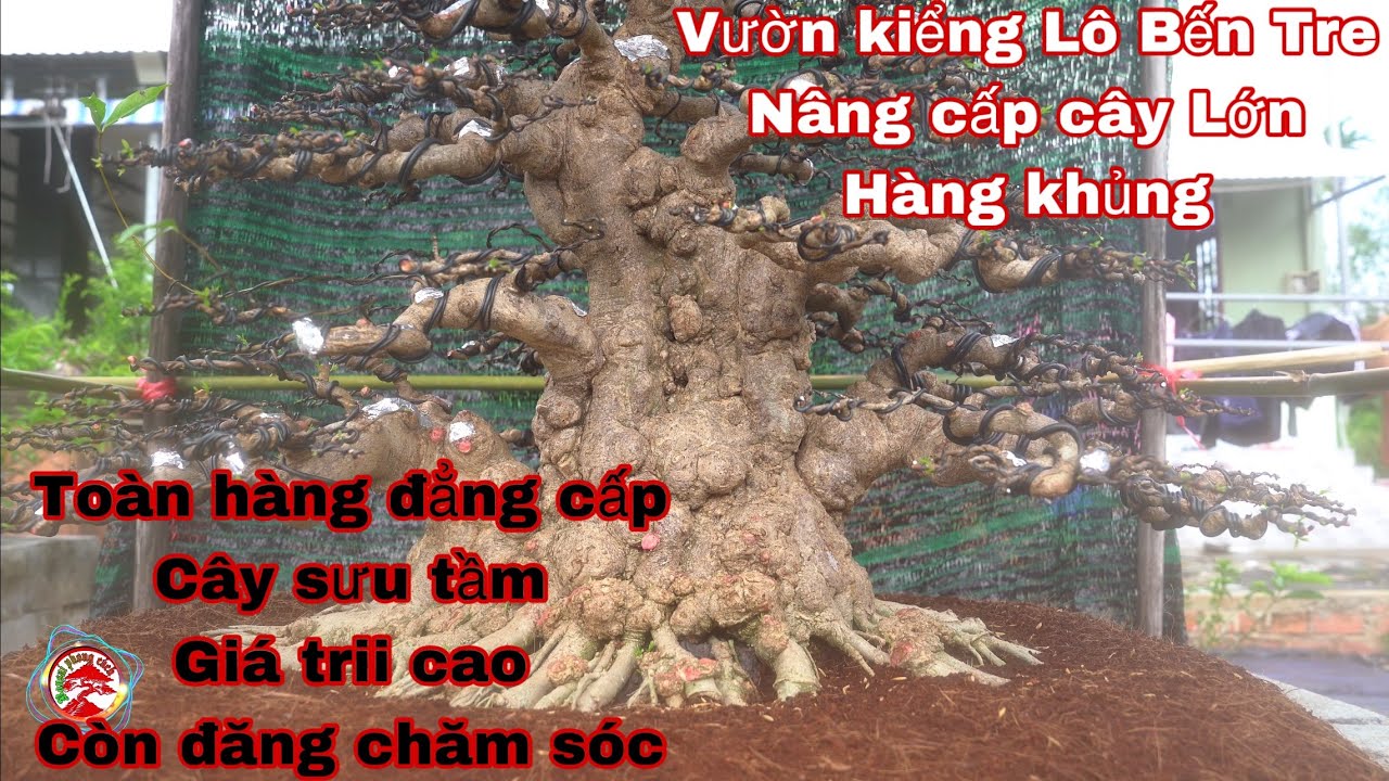 vườn bonsai của a Lô Bến Tre đang chăm sóc tạo tác tại vườn
