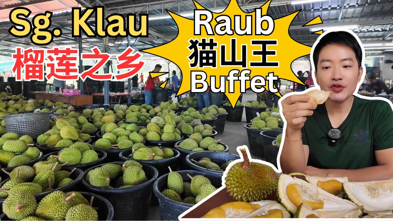 [Raub Sg. Klau 双溪吉流～榴莲之乡] 劳勿Leong Brother 猫山王榴莲批发现场！超实惠猫山王自助餐 ！参观黑刺和猫山王果园！老杨咖喱山猪肉！水鱼，田鸡，黄鳝野味大餐！