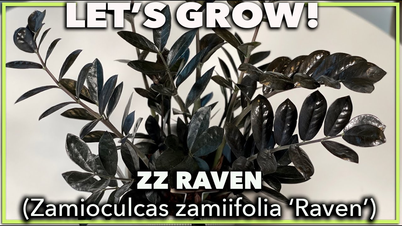 BLACK ZZ RAVEN PLANT