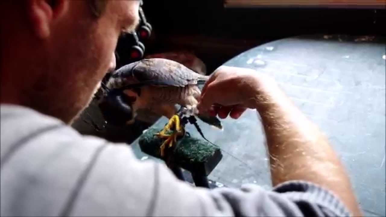 Training off barbary falcon , Falco pelegrinoides,
